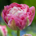 Double Sugar Tulip