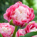 Tulip 'Double Sugar' 