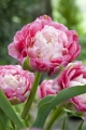 Tulip Double Sugar
