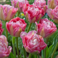 Double Sugar Tulips