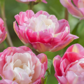 Double Sugar Tulips
