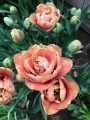 La Belle Epoque open tulip