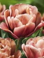 Peach tulip La Belle Epoque