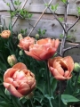La Belle Epoque Double tulip