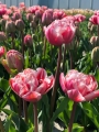 Drumline tulip
