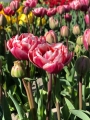 Drumline Double Late tulip