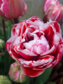Drumline tulip