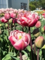 Drumline Peony tulip