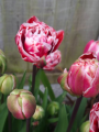 Drumline tulip