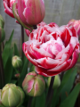 Drumline tulip