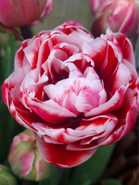 Tulip 'Drumline'