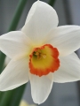 Narcissus 'Garden Club of America' (Pack of 10 Bulbs)