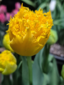 Tulip 'Mon Amour'