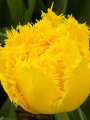 Tulip Mon Amour