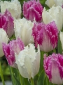 Noordeinde with Huis Ten Bosch Tulips