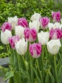 Noordeinde with Huis Ten Bosch