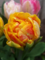 Valdivia Tulip