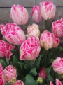 Only Me Tulip