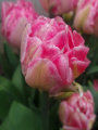 Only Me Tulip