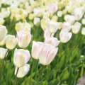 Blushing Girl Tulips