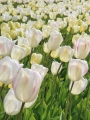 Blushing Girl Tulips