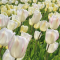 Blushing Girl Tulips