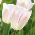 Blushing Girl Tulips
