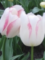 Tulip 'Blushing Girl'