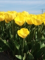 Tulip Yellow Angel
