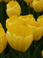 Yellow Angel Tulip