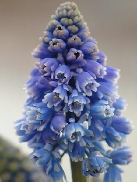 Muscari 'Artist' 