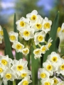 Avalanche Daffodils