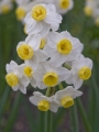 Narcissus 'Avalanche'