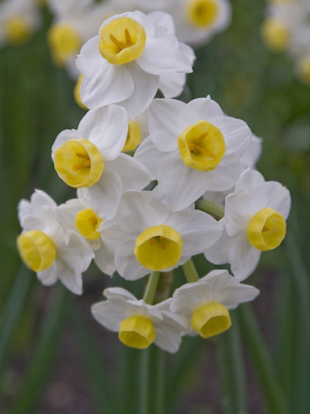 Narcissus 'Avalanche'