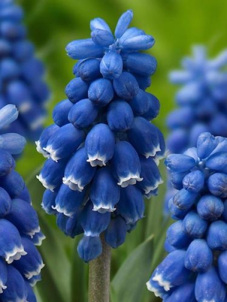 Muscari 'Dark Eyes'
