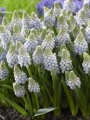 Muscari Ocean Magic