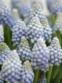 Muscari 'Ocean Magic' 