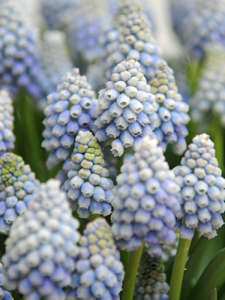 Muscari 'Ocean Magic' 