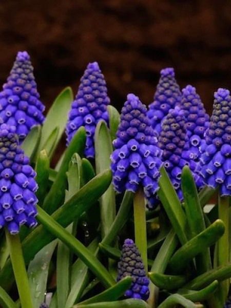 Muscari 'Marleen' 