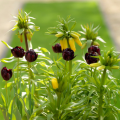 Black Hero tulip with Fritillaria Maxima Lutea