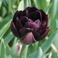 Black Hero Tulip