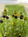 Black Hero tulip with Fritillaria Maxima Lutea