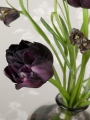 Black Hero Tulip