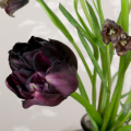 Black Hero Tulip