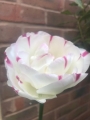 Double/late tulip Danceline
