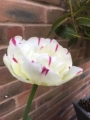 Danceline tulip