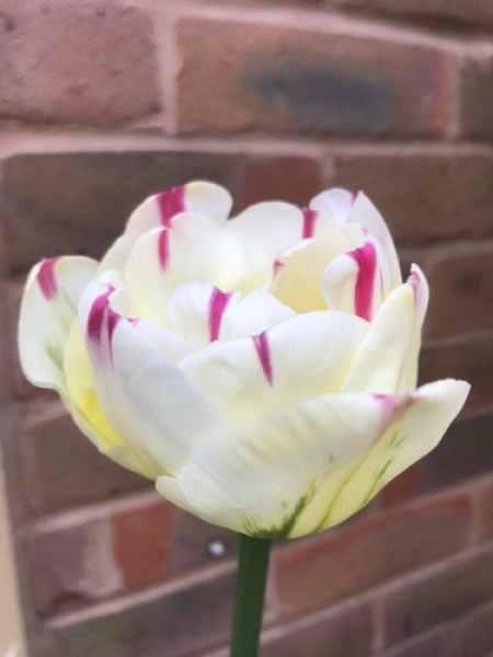 Tulip 'Danceline' 