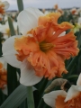 Narcissus 'Shrike' 