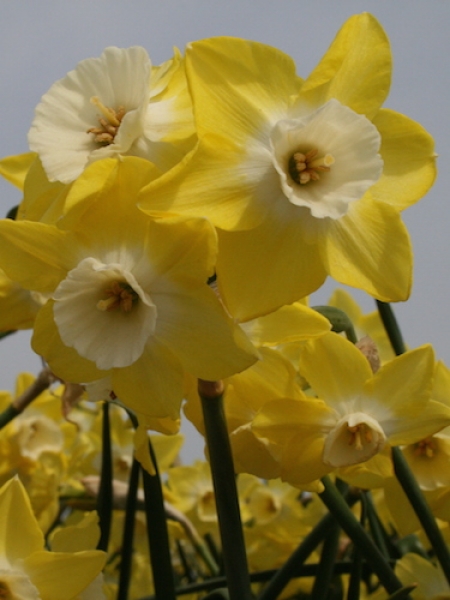 Narcissus 'Regeneration' (Pack of 20 Bulbs)