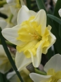 Prom Dance Daffodil